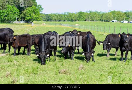 Kommerzielle Angus-Rinderkühe und -Kälber auf einer üppigen Frühjahrsweide im Zentrum von Alabama. Stockfoto