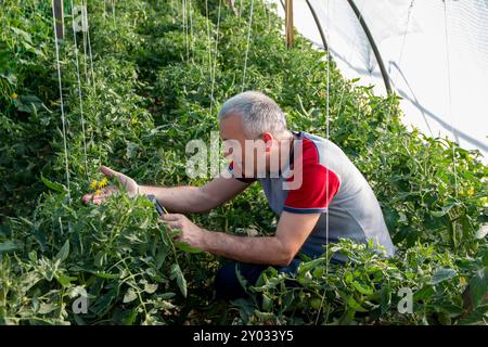 Senior-Mann, der in einem Gemüsegarten arbeitet. Gärtner, der Tomaten in einem Gewächshaus beschneidet und gelbe Tomatenblume im Gewächshaus zeigt. Blütezeit. Stockfoto