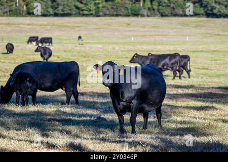 Schwarze Angus-Brutkühe und Kälber auf einer Weide im Zentrum von Alabama im Oktober. Stockfoto