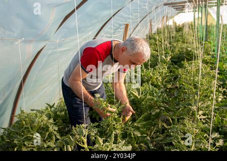 Senior-Mann, der in einem Gemüsegarten arbeitet. Gärtner, der Tomaten in einem Gewächshaus beschneidet und gelbe Tomatenblume im Gewächshaus zeigt. Blütezeit. Stockfoto