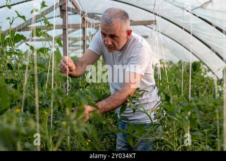 Senior-Mann, der in einem Gemüsegarten arbeitet. Gärtner zeigt gelbe Tomatenblume im Gewächshaus. Blütezeit. Stockfoto