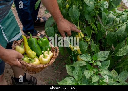 Reifer Mann arbeitet und sammelt Ernte von Bio-Paprika im GrünhauePeople Healthy Food Konzept Stockfoto