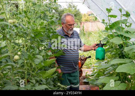 Reifer Mann, der Flüssigdünger sprüht, die Blattfütterung auf das Gemüse im Garten. Pflege von Gemüsesämlingen. Fütterung Stockfoto