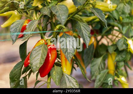 Süße, einheimische rote und grüne Paprika, die auf der Weinrebe im Garten Reifen. Gartenkonzept mit rotem und grünem Pfeffer, Bio-Gemüseanpflanzung in Bauernhöfen Stockfoto