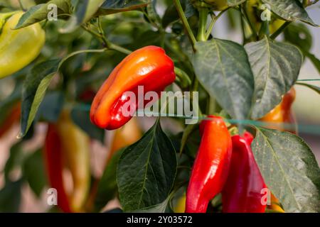 Süße, hausgemachte Paprika, die auf der Weinrebe in einem Garten Reifen. Gartenkonzept mit rotem Pfeffer, Bio-Gemüseanpflanzung auf dem Bauernhof, rotes Obst p Stockfoto