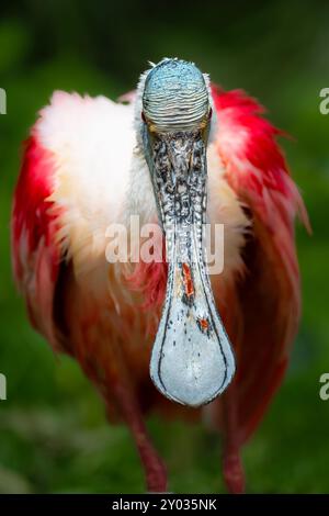 Rosenlöffelschnabel (Platalea ajaja) von vorne Stockfoto