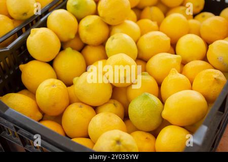 Ein Blick auf eine Kiste voller gelber Zitronen auf einem lokalen Bauernmarkt. Stockfoto