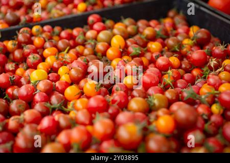 Blick auf eine große Kiste voller Kirschtomaten. Stockfoto