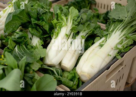 Ein Blick auf eine Kiste voller Pak Choy-Gemüse auf einem lokalen Bauernmarkt. Stockfoto