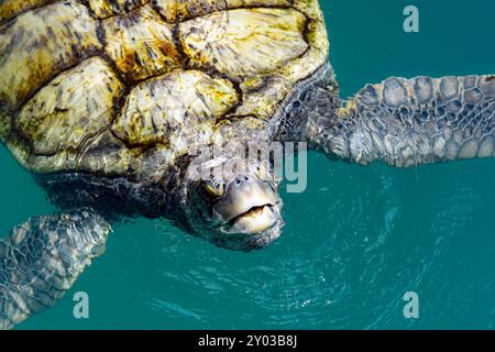 Eine Grüne Meeresschildkröte (Chelonia mydas), die nach Luft kommt und in die Kamera schaut. Stockfoto