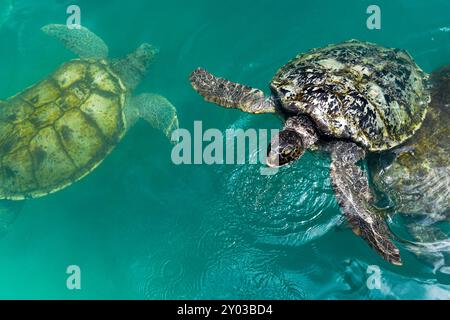 Erwachsene Grüne Meeresschildkröten (Chelonia mydas) schwimmen im Brutbecken des Cayman Turtle Centre. Stockfoto