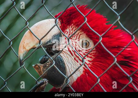 Porträt des Papageienpapageiens im Papago Park Kroatien Stockfoto