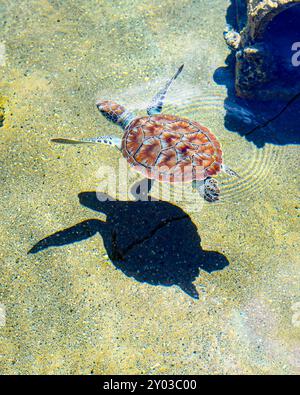 Junge Grüne Meeresschildkröte (Chelonia mydas) schwimmt in einem flachen Becken mit ihrem Schatten darunter. Stockfoto