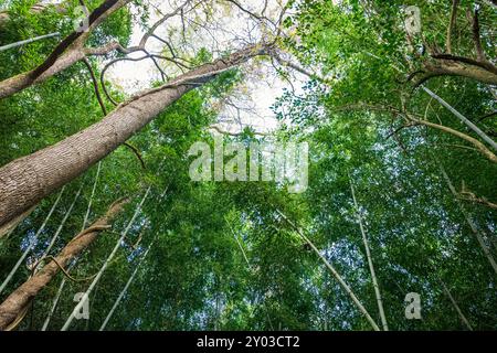 Ein Blick auf die Baumkronen aus Bambus und Bäumen im Wilderness Park in Prattville, Alabama. Stockfoto