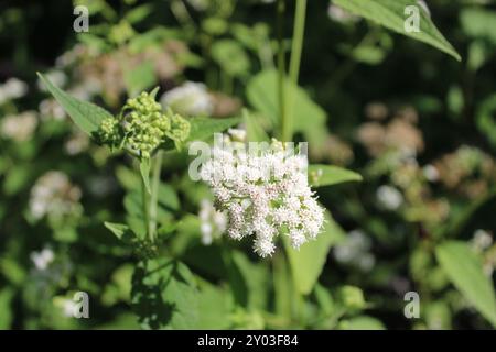 Weißer Schlangenhaufen in St. Paul Woods in Morton Grove, Illinois Stockfoto