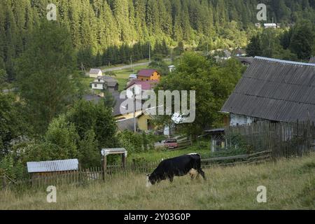 Wunderschöne Kuh, die auf grünem Gras in der Nähe des Bergdorfes weidet Stockfoto