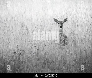 Eine neugierige Hirschkuh blickt von einem Heufeld aus. Tracy City, Tennessee. Stockfoto