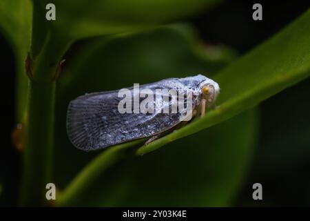 Seitenansicht eines Citrus Flatid Planthopper (Metcalfa pruinosa). Raleigh, North Carolina. Stockfoto