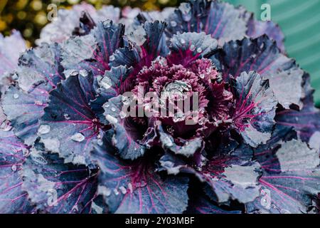 Dekorativer Purpurkohl mit Wassertröpfchen im Herbstgarten, Brassica oleracea. Stockfoto