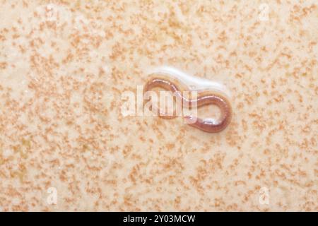 Langer und winziger roter Badezimmerwurm auf dem nassen Keramikfliesenboden. Stockfoto