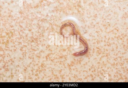 Langer und winziger roter Badezimmerwurm auf dem nassen Keramikfliesenboden. Stockfoto