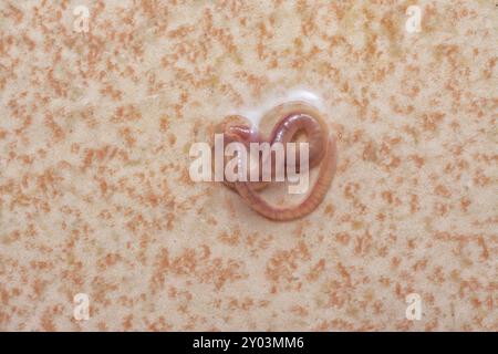 Langer und winziger roter Badezimmerwurm auf dem nassen Keramikfliesenboden. Stockfoto