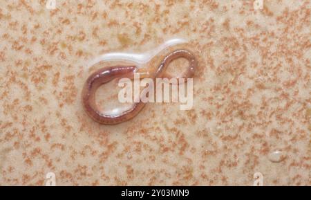 Langer und winziger roter Badezimmerwurm auf dem nassen Keramikfliesenboden. Stockfoto