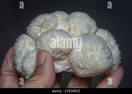 Nahaufnahme des weißen Löwenpilzes. Stockfoto