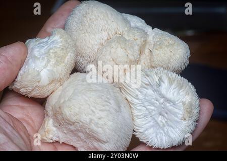 Nahaufnahme des weißen Löwenpilzes. Stockfoto