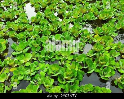 Gewöhnliche Wasserhyazinthe (Eichhornia crassipes) im Wasser. Wasserhyazinthe ist eine frei schwimmende Wasserpflanze, die in stillem oder langsam bewegtem Süßwasser gedeiht Stockfoto