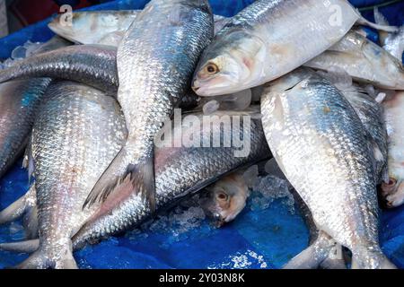 Hilsa Fisch oder Tenualosa ilisha zum Verkauf auf dem Markt. Er ist auch als Ilisch in Bengali bekannt und ist ein beliebter und nationaler Fisch in Bangladesch. Das ist auch der Fall Stockfoto