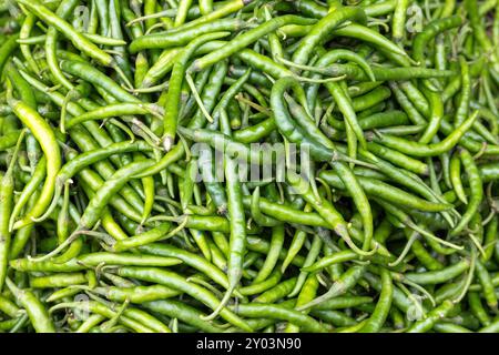 Haufen frischer roher grüner Chili zum Verkauf auf dem lokalen Markt. Stockfoto