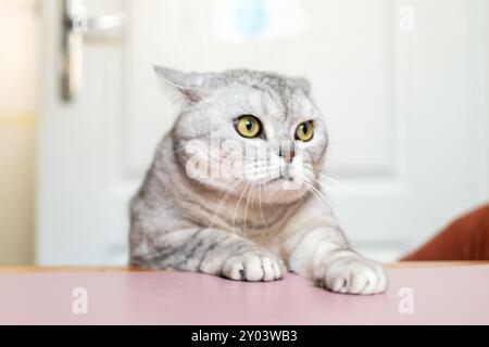 Katze, Tisch, Zuhause: Eine silberne Tabbykatze sitzt auf einem rosa Tisch in einem Haus und schaut neugierig nach etwas aus dem Rahmen. Stockfoto