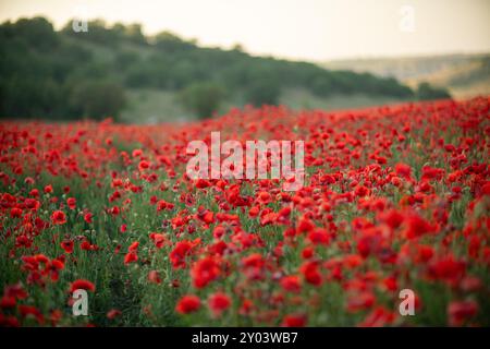 Mohnblumen Natur – Ein riesiges Feld mit roten Mohnblumen in voller Blüte, das eine eindrucksvolle Landschaft von natürlicher Schönheit schafft. Stockfoto