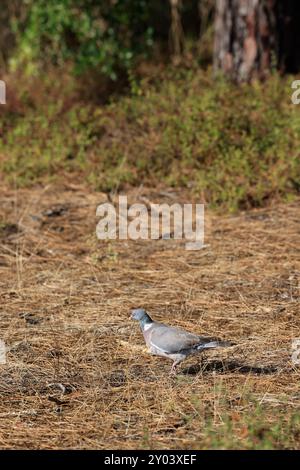 Am Ufer des Lacanau-Sees, Teil der Großen Landes-Seen im Südwesten Frankreichs. Lacanau, Gironde, Frankreich, Europa. Foto: Hugo Martin/Alamy. Stockfoto