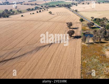 Canowindra ist ein wichtiges landwirtschaftliches Gebiet mit verschiedenen Kulturen wie Weizen. - Canowindra NSW Australien Stockfoto