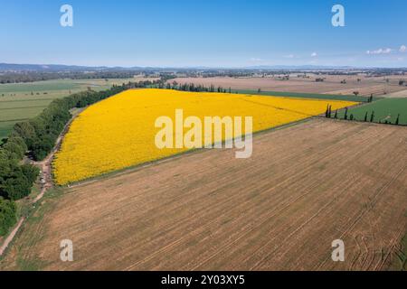 Luftaufnahme eines Feldes voller Sonnenblumen in der Nähe von Cowra - NSW Australien Stockfoto