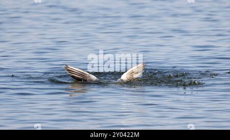 Die halb gewachsene Schwarzkopfmöwe, Larus ridibundus Tauchen, Flügel über Wasser Stockfoto