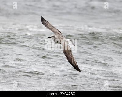 Europäische Heringsmöwe (Larus argentatus) Stockfoto