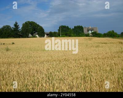 Felder und Wälder Estlands Stockfoto