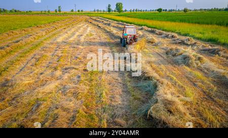 Der Traktor mit angebautem mechanischem Rechen dreht sich und sammelt trockenes, bewegtes Gras, um in langen Reihen für Heubündel oder Ballen zu sorgen. Landmaschinen Stockfoto