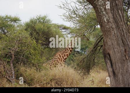 Afrikanische Masai-Giraffe in Savanne im Tarangire-Nationalpark in der Region Manyara in TANSANIA, bewölkter Himmel 2024 warmer, sonniger Wintertag im Juli. Stockfoto