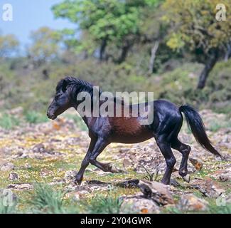 Freier Arabo-Sardo-Wildpferdetrab auf den Vulkanhöhen der Giara di Gesturi auf Sardinien. Stockfoto