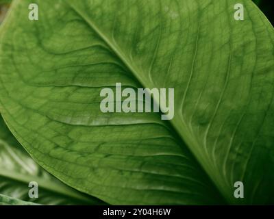 Ein grünes botanisches Pflanzenblatt mit Adern aus der Nähe des Naturhintergrundes - natürliche Flora idrib Stockfoto