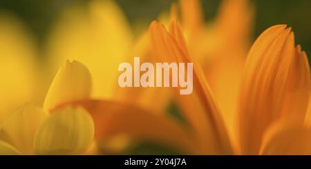 Ringelblumen (Makroaufnahme) Stockfoto