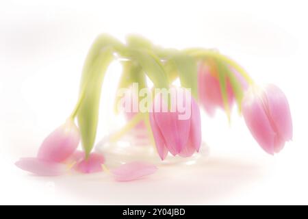 Verwelkter Tulpenstrauß, fotografiert im Studio Stockfoto