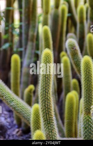 Detail der Kaktus mit Dornen, Farben und Texturen Stockfoto