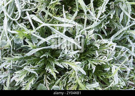 Winter Natur Hintergrund. Morgenreif auf dem Gras. Nahaufnahme von oben Stockfoto