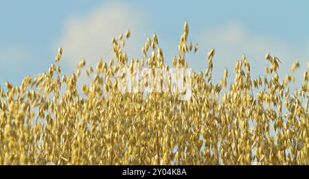 Hafer (Avena sativa) aus der Nähe vor einem blauen Himmel Stockfoto