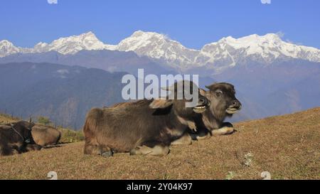 Liegen Wasserbüffelbabys in Ghale Gaun. Schneebedeckte Manaslu-Reihe, Nepal, Asien Stockfoto